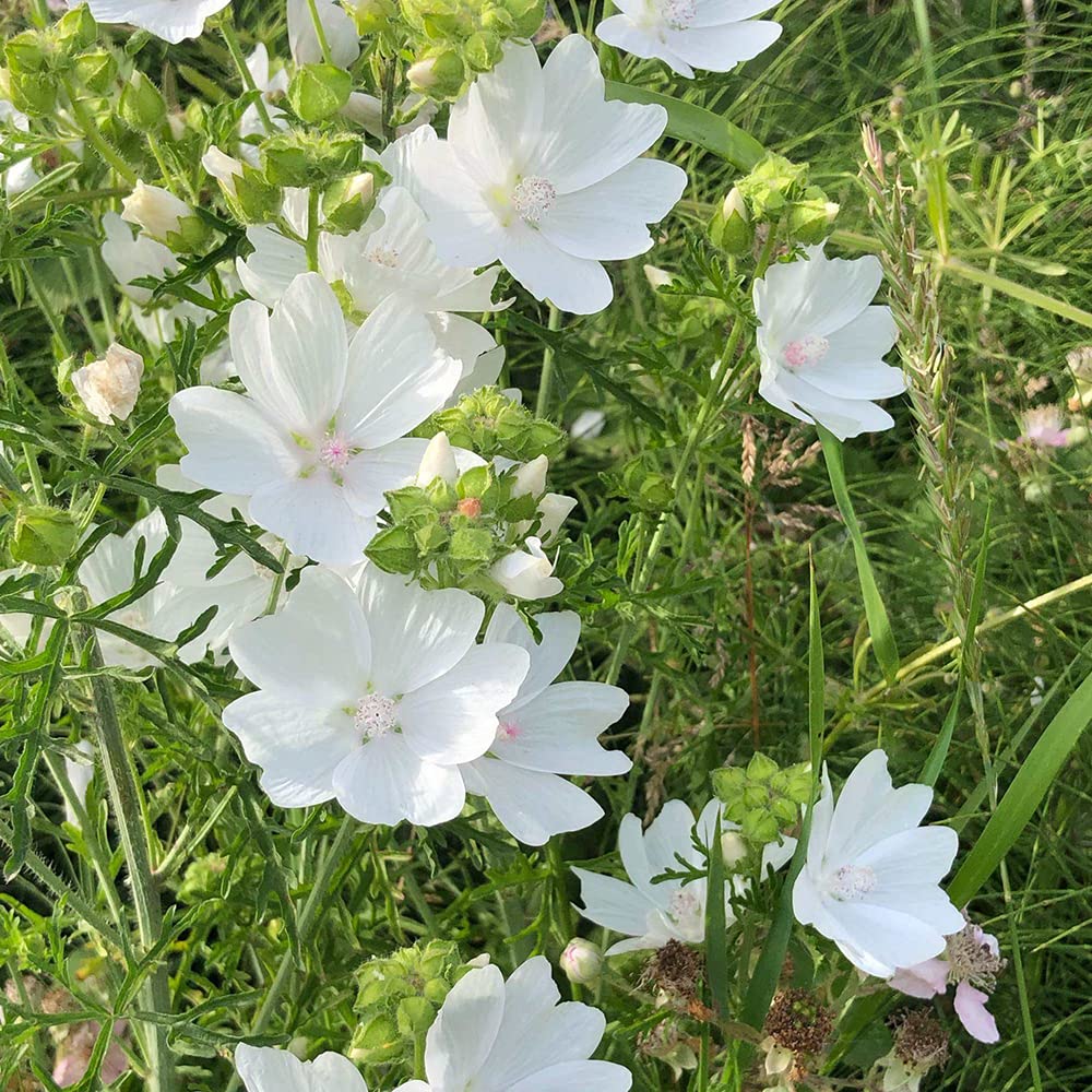 Hollyhock flower Alcea rosea double white perennial seeds for large garden blooms