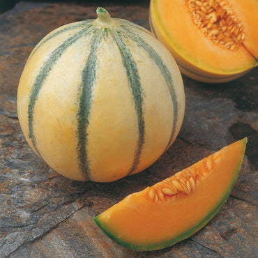 Charentais French melon seeds – fragrant heirloom cantaloupe