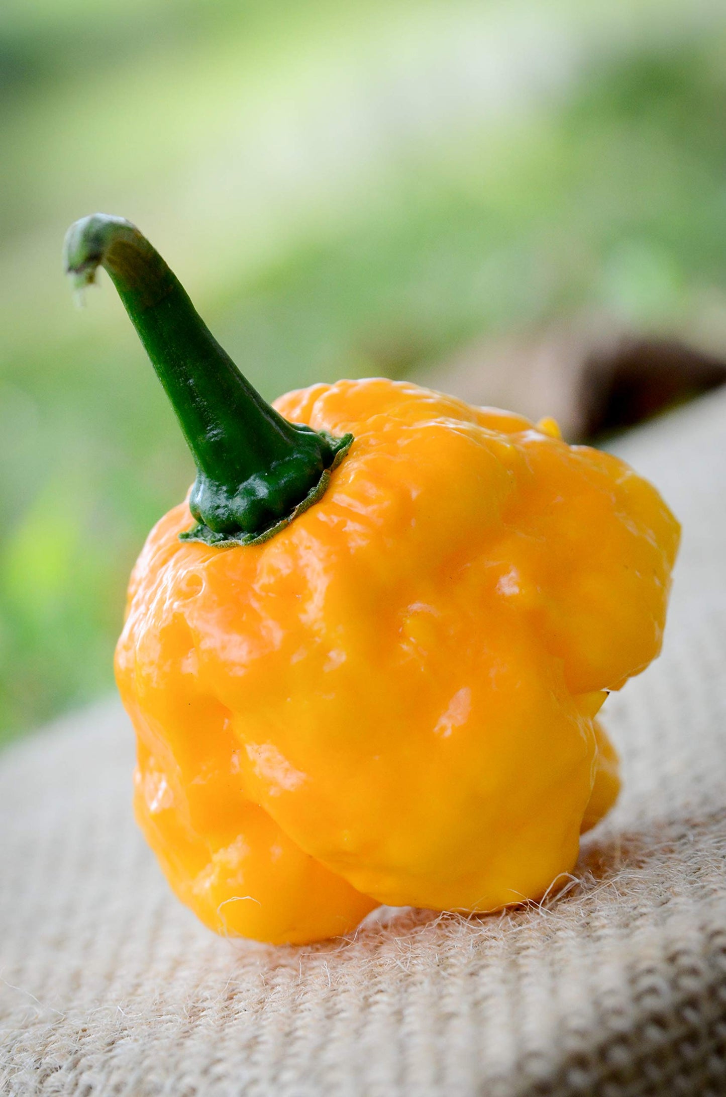 Scotch Bonnet TFM chile pepper plant grown from seeds with signature bonnet shape and bold heat