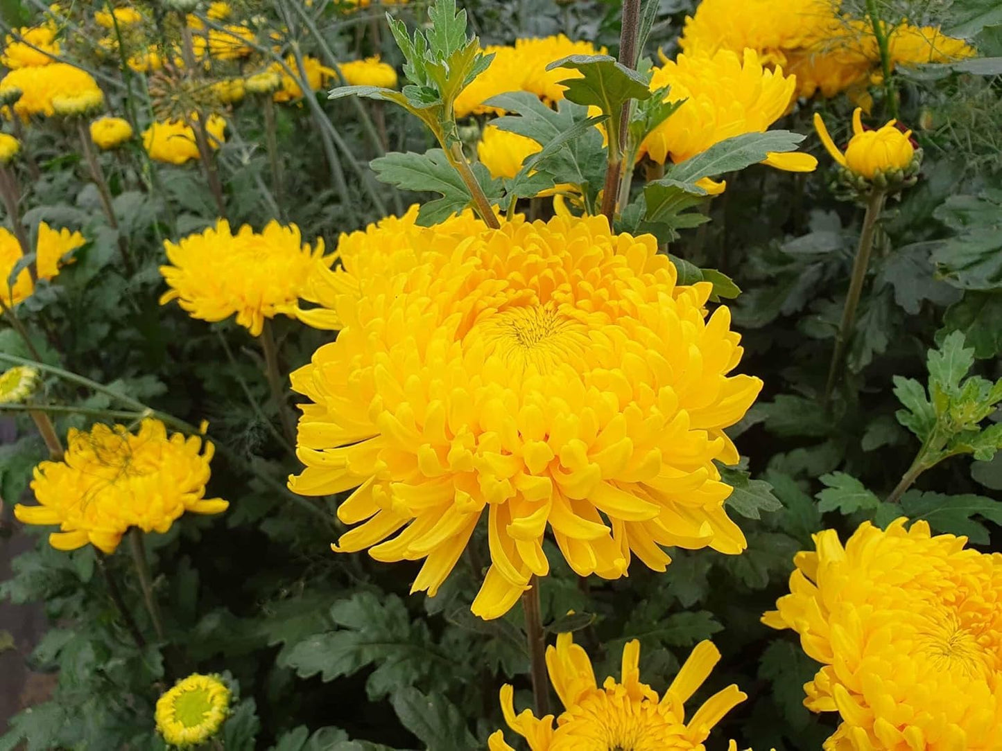 Chrysanthemum morifolium seeds – traditional fall flower with bold color
