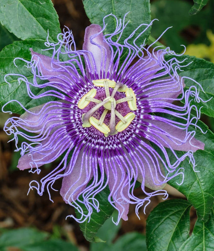 Heirloom Non-GMO Passion Flower Passiflora Seeds for Planting – Exotic Climbing Vine Blooms