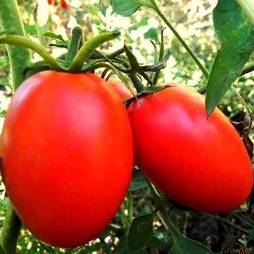 Amish Paste tomato seeds Lycopersicon lycopersicum for heirloom sauce tomatoes
