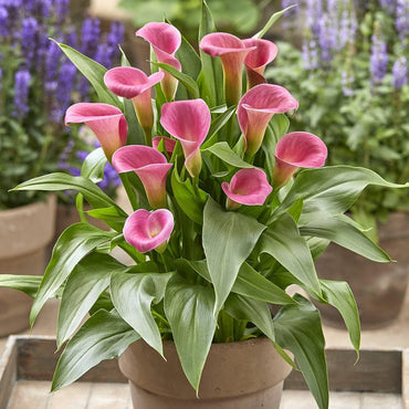 Heirloom Non-GMO Pink Zantedeschia Calla Lily Flower Seeds for Planting – Garden Blooms