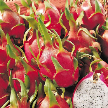 Pitaya Fruit Seeds for Growing – 100 Seeds 100 pcs