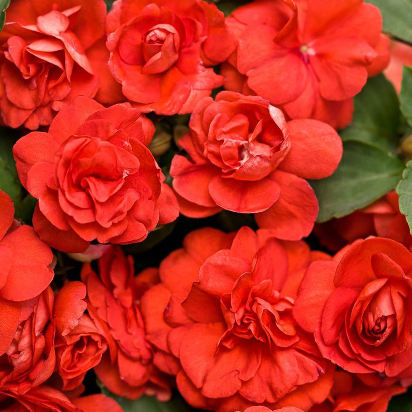 Impatiens Double Royal Flush Red Picotee flower seeds for vivid shade blooms