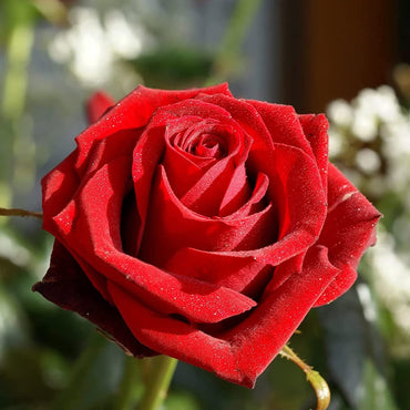 Midland Pink Wildflower seeds – delicate pink shooting blooms for meadows