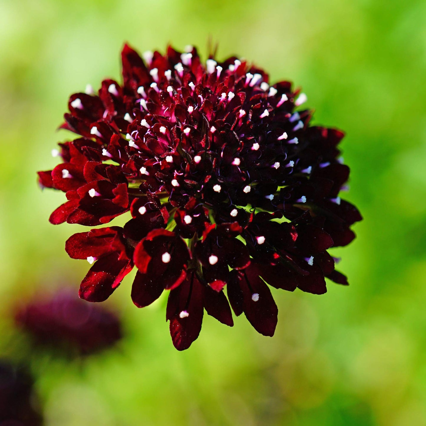 Scabiosa Pincushion Mixed Colors Perennial Flower Seeds