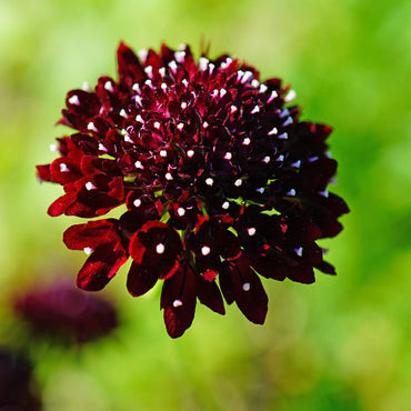 Scabiosa Pincushion Mixed Colors Perennial Flower Seeds