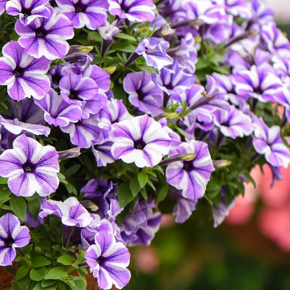 Petunia flower Petunia hybrida Trellis Chiffon pelleted seeds for planting in pots or balcony planters
