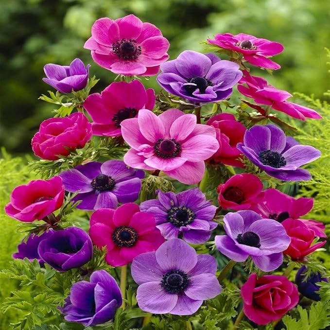 Organic Heirloom Non-GMO Anemone Flower Seeds for Planting – Spring Blooming