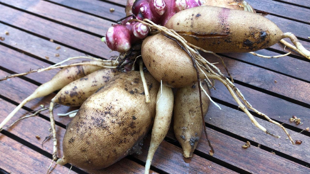 Ground Apple Plant Seeds for Planting- Natural Fruit Cultivation