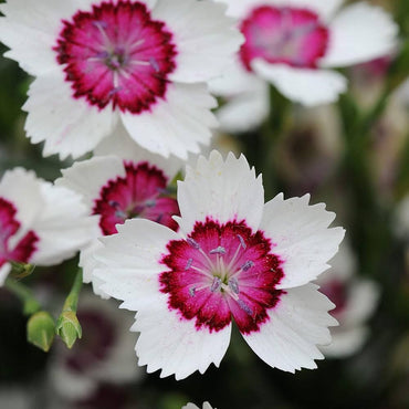 Dianthus- Merry Go Round