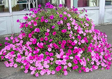 Petunia flower Petunia hybrida Shock Wave Pink Vein pelleted seeds for planting in hanging pots or window planters