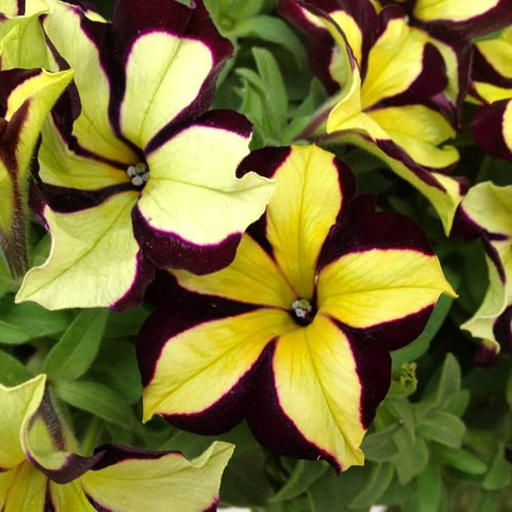Black Velvet Petunia Rare Flower Seeds White