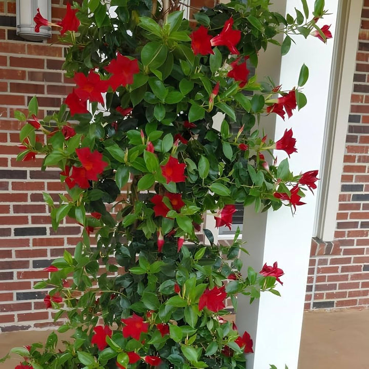 Red Mandevilla Flower Seeds for Planting NON GMO Seeds