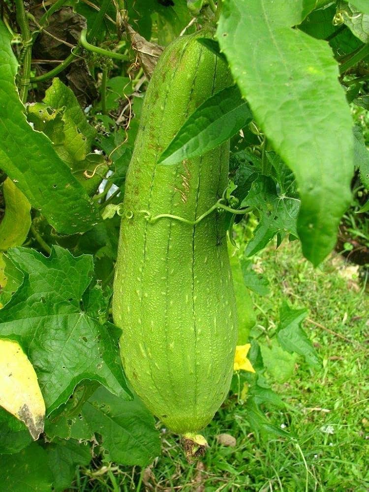 Luffa- Sponge Gourd