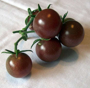 Black Cherry tomato seeds for planting sweet dark mini heirloom fruits