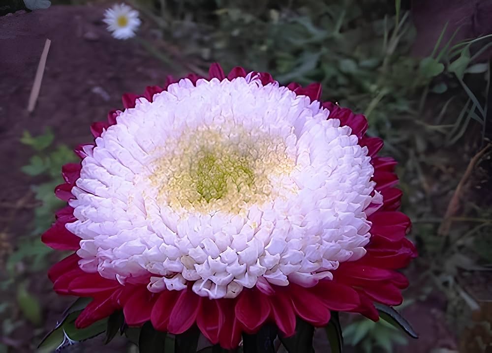 Aster Red Rainbow Chrysanthemum Perennial Flower Seeds