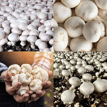 Edible Mushroom Seeds for Home Garden