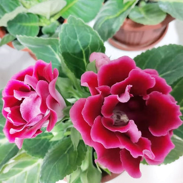 Gloxinia flower Sinningia speciosa seeds for planting in indoor pots or vertical gardens