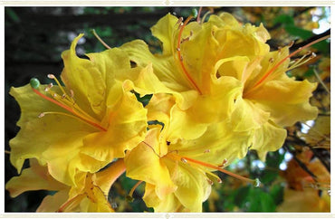 Heirloom Non-GMO Light Yellow Azalea Flower Seeds for Planting – Bright Ornamental Shrub Seeds