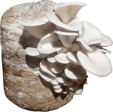 Rare Edible Mushroom Seeds - 20 Types for Happy Farm Gardening