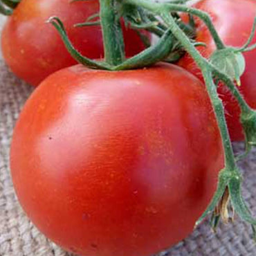 Arkansas Traveler tomato seeds for planting heirloom pink fruit varieties