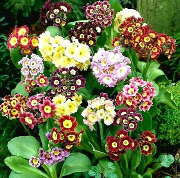 Primula Acaulis Mixed Colors Perennial Flower Seeds