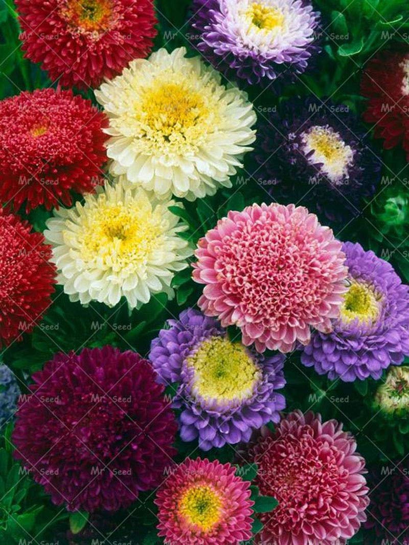 Aster Rainbow Chrysanthemum Perennial Flower Seeds for Garden