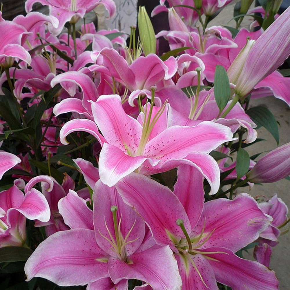 Blue heart lily Lilium spp. flower seeds for planting in indoor pots or backyard flower beds