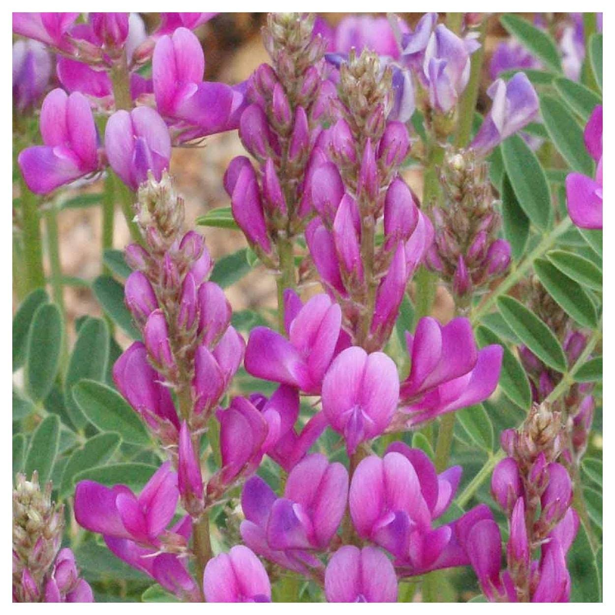 Utah - Sweetvetch for planting in home garden