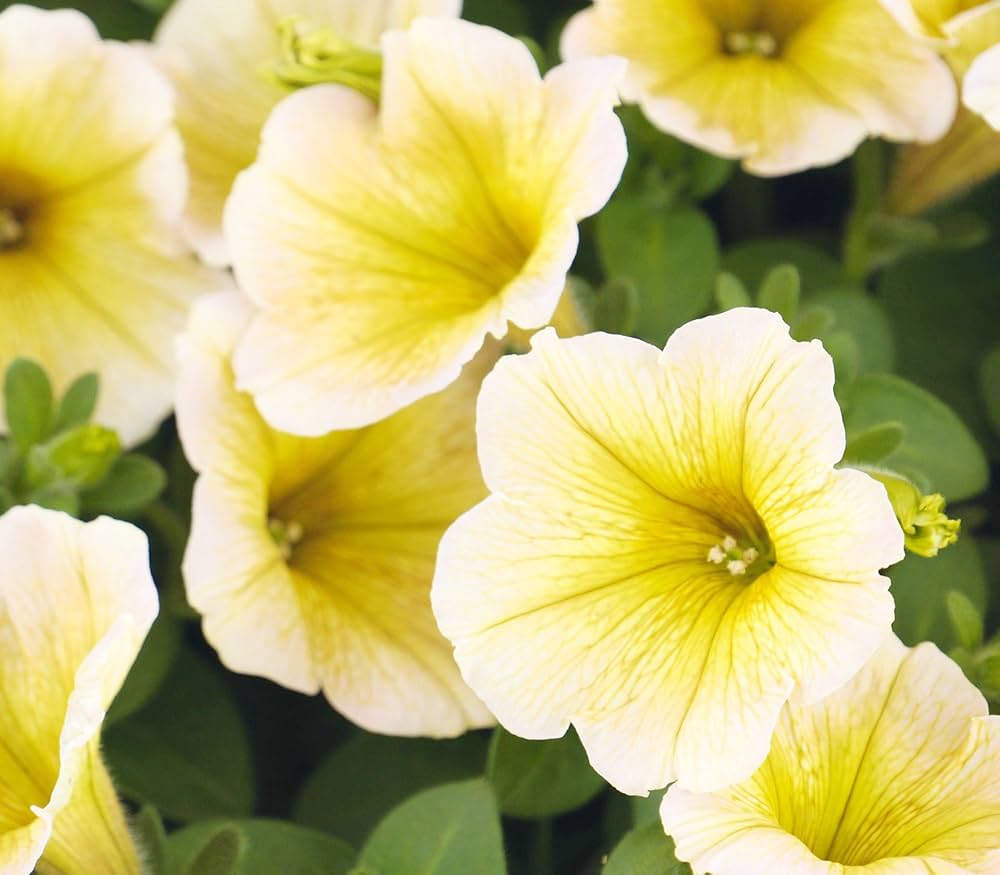 Petunia flower Petunia hybrida Shock Wave Coconut pelleted seeds for planting in indoor pots or window boxes