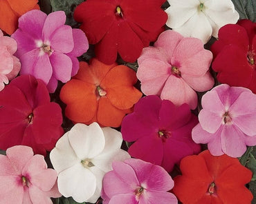 New Guinea Impatiens Divine Blue Pearl flower seeds for partial shade blooms