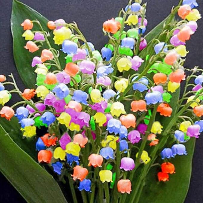 Lily of the Valley Multicolor Easy Grow Plant Seeds
