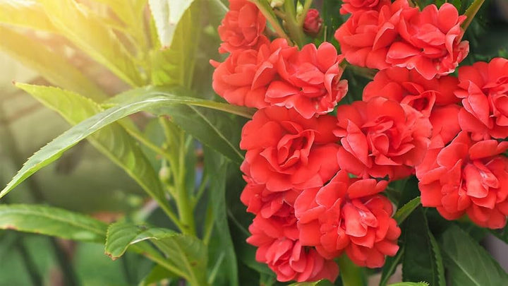 Heirloom Non-GMO Impatiens Carousel Flower Seeds for Planting – Colorful Shade-Loving Garden Blooms