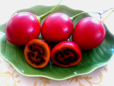 Tamarillo tree tomato Cyphomandra betacea seeds for tropical fruit garden planting