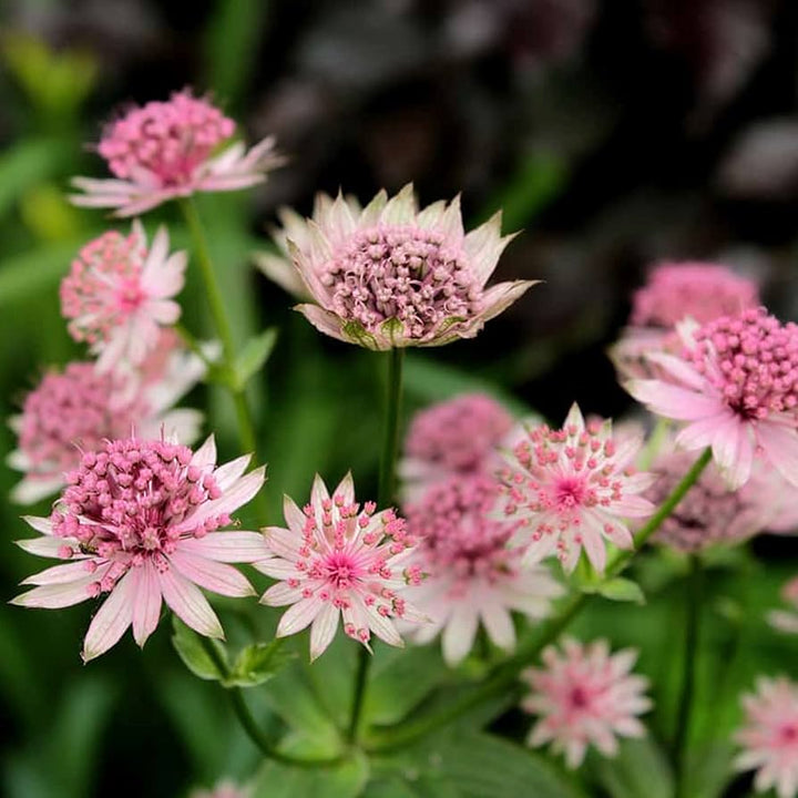 Heirloom Non-GMO Pink Masterwort Flower Seeds for Elegant Cottage and Cutting Garden Planting