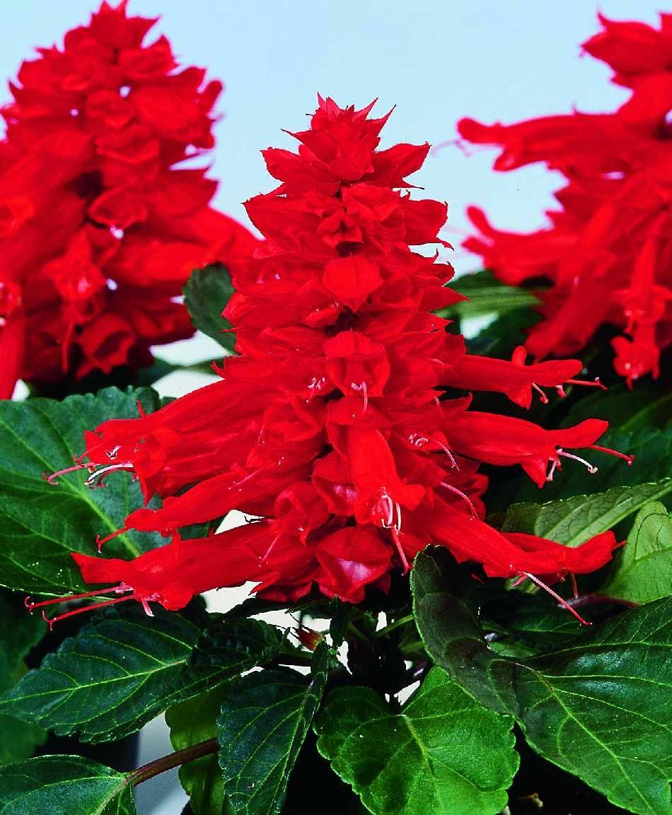 Salvia Splendens Sizzler Salmon flower seeds – bright ornamental bedding