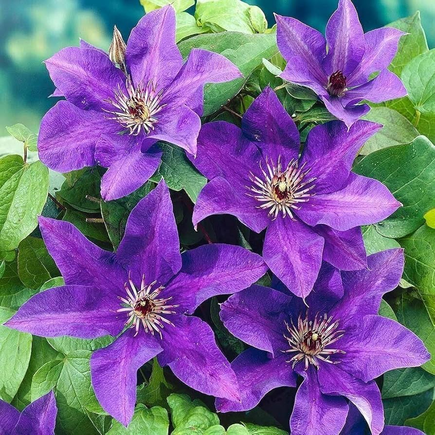 Clematis flower Clematis spp. double blue-purple climbing seeds for planting in garden trellises or fences