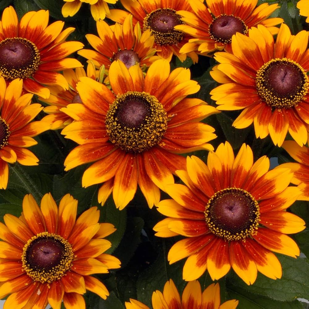 Rudbeckia Hirta Mixed Colors Garden Flower Seeds for Outdoor Planting