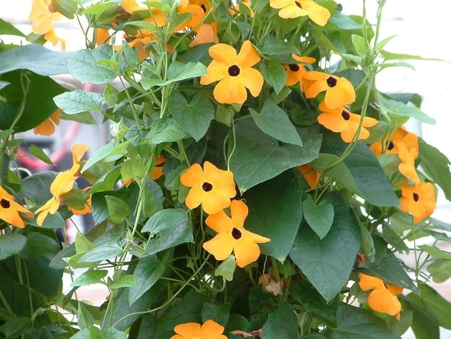 Black Eyed Susan vine seeds – Thunbergia Susie Orange with contrasting eye