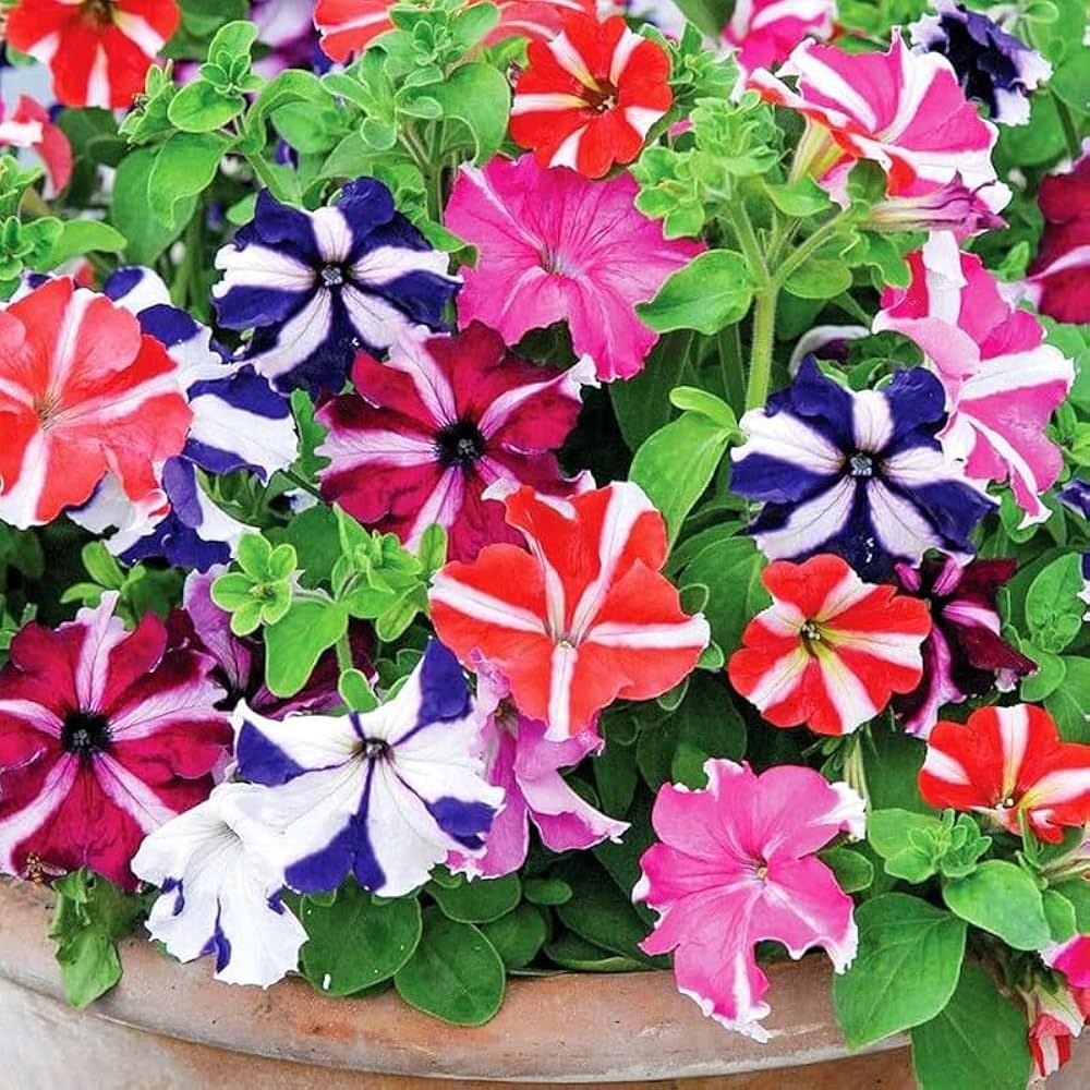 Petunia Hybrida Semi-Climbing Multicolor Flower - for planting in home garden
