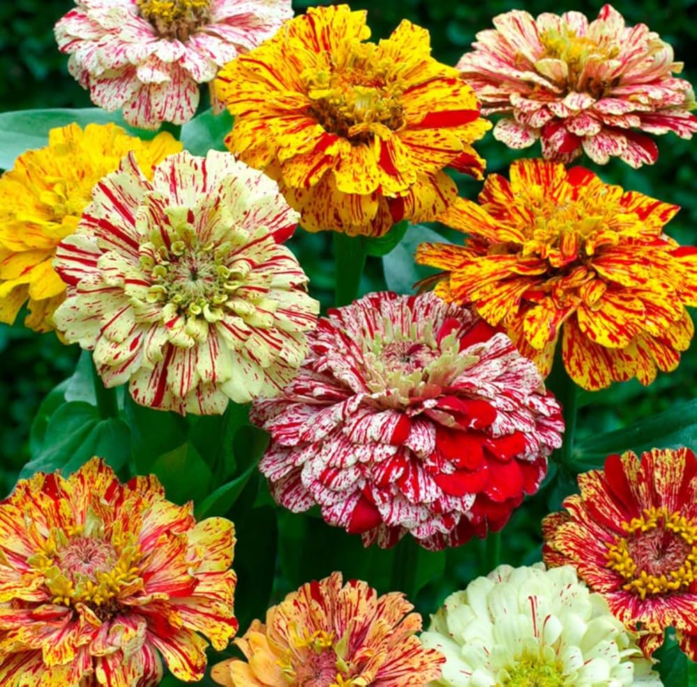 Candy Mix Zinnia seeds blooming into cheerful, multicolored daisy-like flowers ideal for pollinator-friendly gardens
