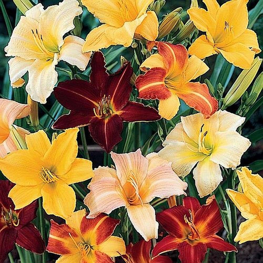 Tawny Daylily Mixed Colors Hybrid Hemerocallis Flower Seeds