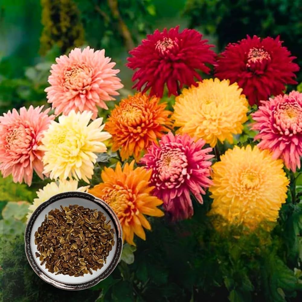 Chrysanthemum Mixed Perennial Flower Seeds