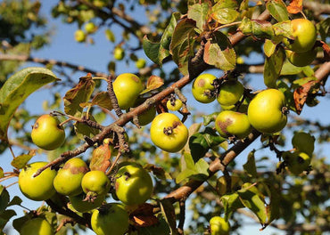 Crab Apple Fruit Seeds for Planting - Grow Beautiful Crab Apples in Your Yard