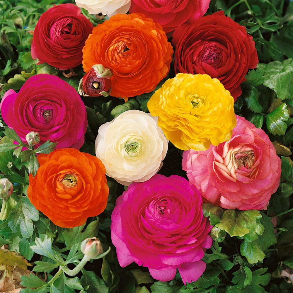 Ranunculus Asiaticus Mixed Colors Perennial Flower - for planting in home garden