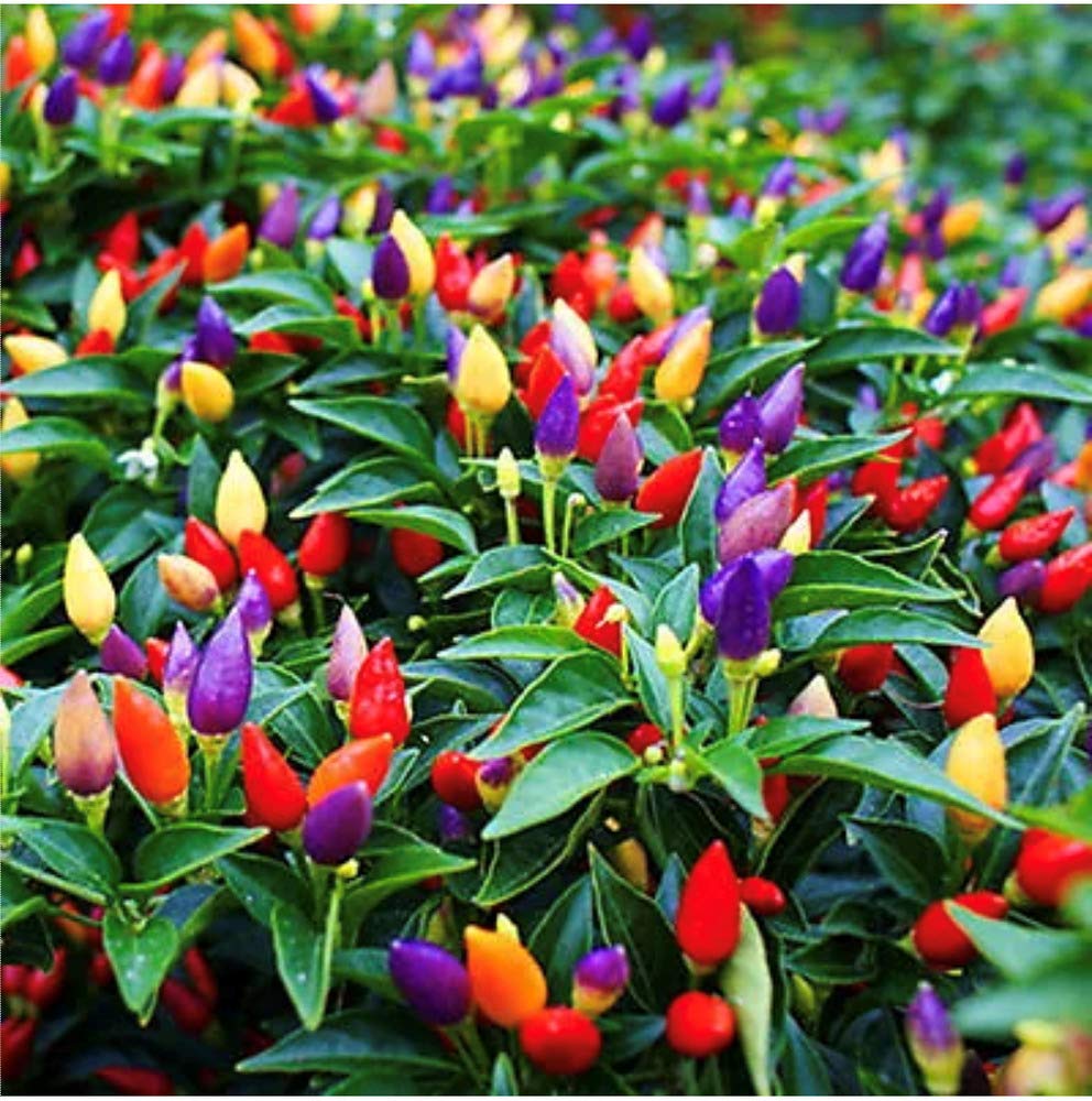 Rainbow cherry peppers grown from seeds with vibrant multicolored fruits in compact clusters