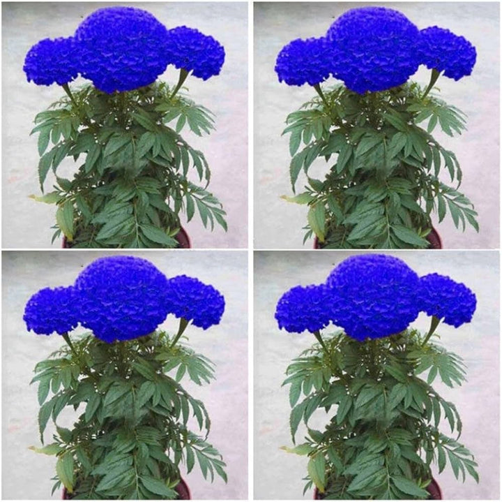 Marigold Flower Seeds 100 pc for Planting 100