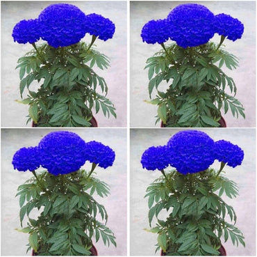 Marigold Flower Seeds 100 pc for Planting 100